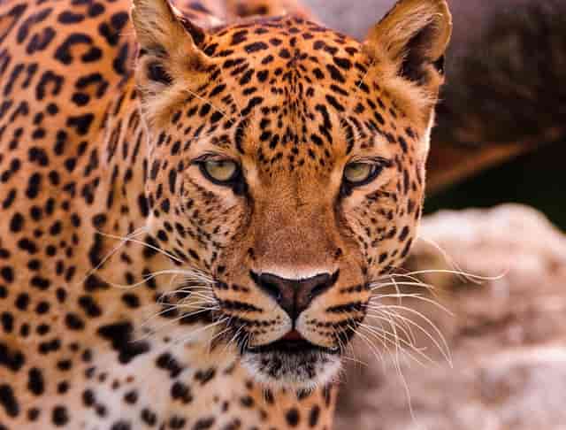 最新汽车评估师报名条件